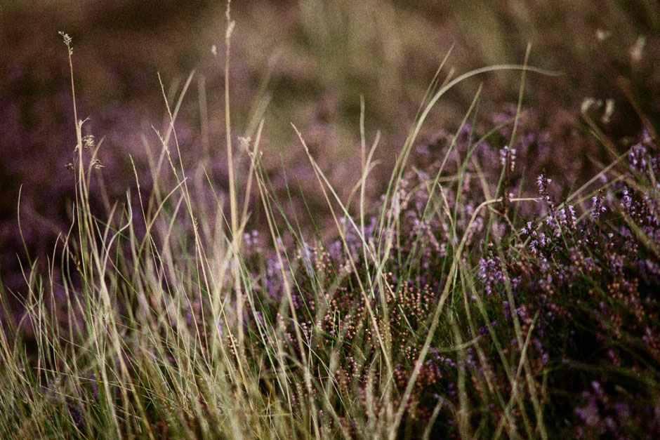 Photograph taken for Eastside Farm Cottages - a small rural business