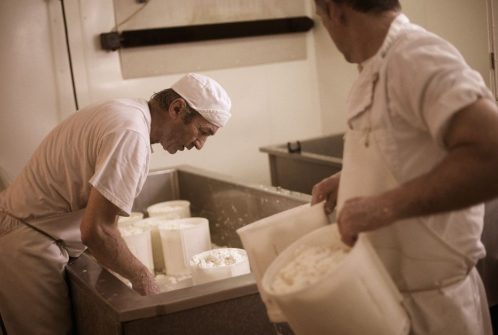 Extensive photography of the farm & cheese making
