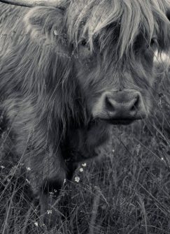 The Mortonhall Highland cows