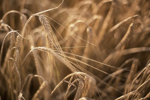 Mountfair Farming - Agricultural photographic shoot