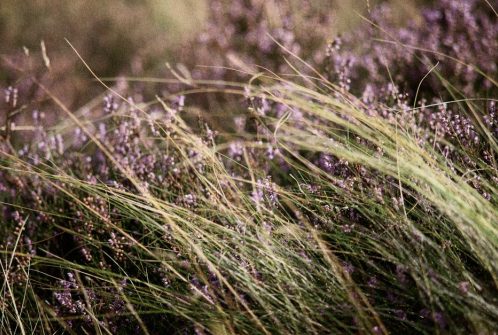 Detailled shots of the heather & wild grasses