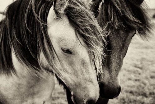 Mendick Pedigree Highland Ponies