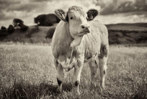 Mendick Pedigree Simmental Cattle